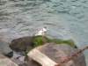 p5310017_small.jpg